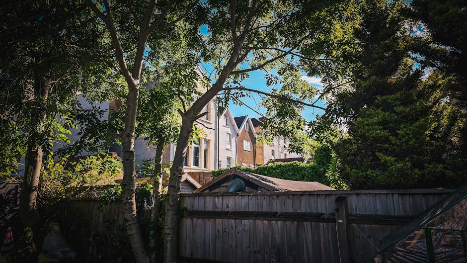 A backyard scene in a residential area showing a wooden fence with a weathered finish in the foreground, partially obscured by tall trees with slender white trunks and lush green foliage. Behind the fence, there is a small, aged garden shed with a sloped, rusted metal roof, visible in the bottom center. In the background, multiple multi-story house buildings with light-colored walls and dark roofs are seen, some with windows reflecting sunlight. The sky above is clear and blue, with sunlight filtering through the tree leaves, casting dappled shadows on the fence and surrounding greenery. The environment suggests a quiet, private garden space, possibly subject to ongoing clearance work by Waste Clearance Mayfair for managing garden waste or private rubbish removal, fitting within the context of on-site waste handling and alternative collection methods.